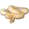 Ball Python: Calico Banana